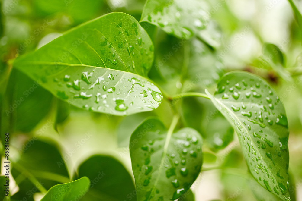 Fototapeta premium Leaves with drops of water