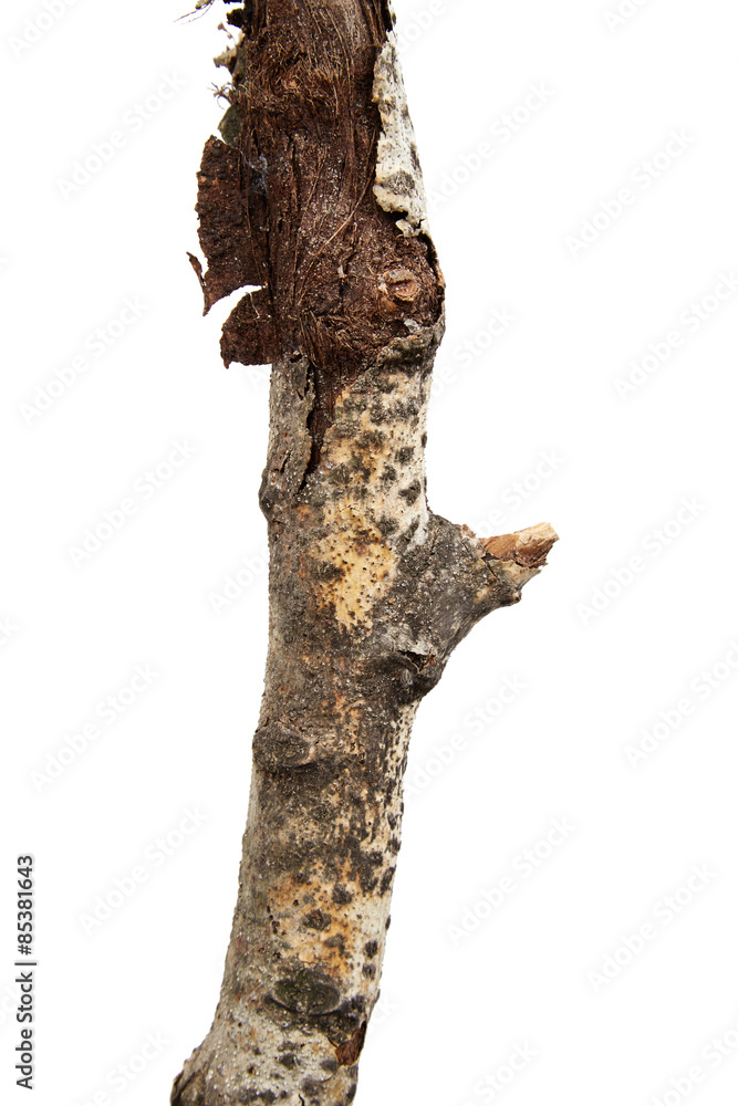 Naklejka premium Tree branch