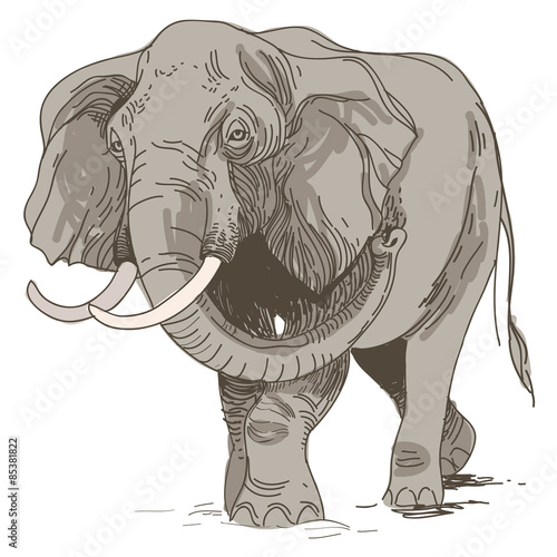 vector illustration of engraving elephants  on white background