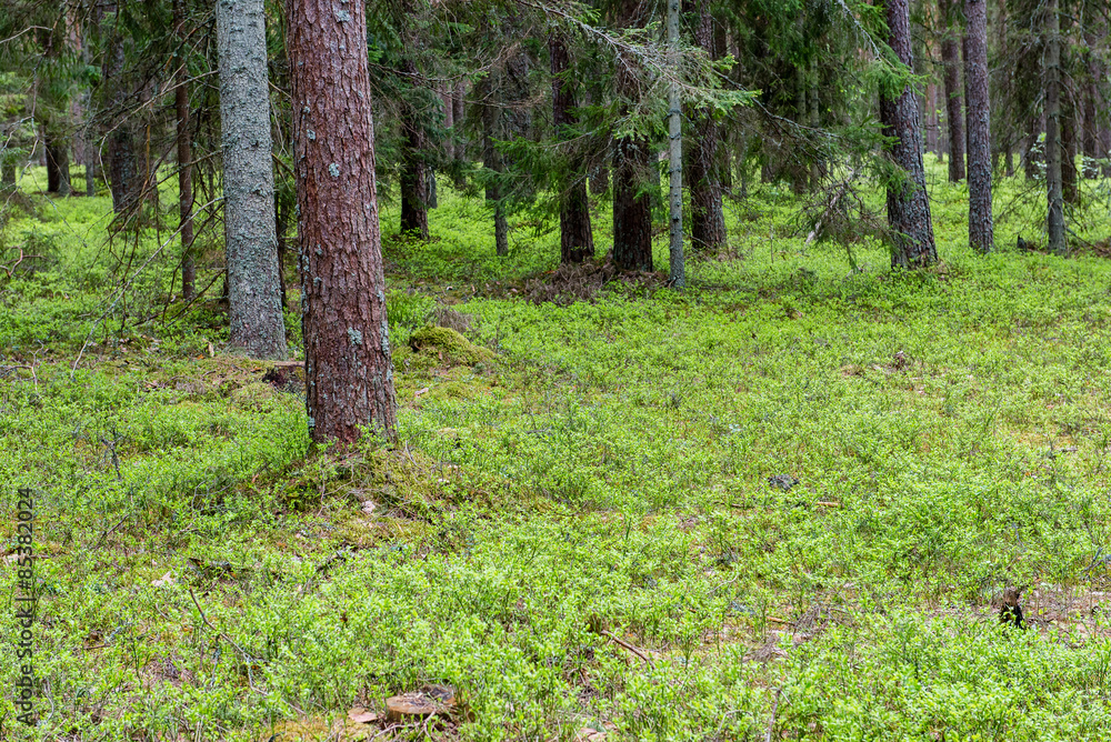 Trunks of trees in green forest Trunks of trees in green forest
