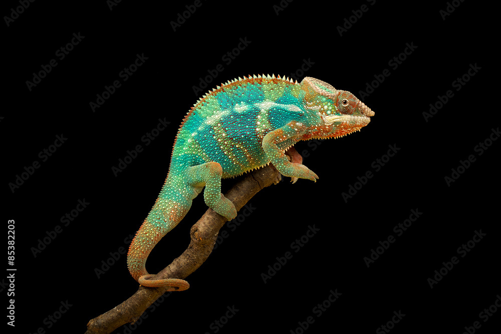 Fototapeta Blue Bar Panther Chameleon isolated on black background