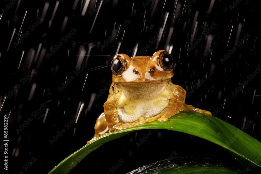 Fototapeta premium Rain frog