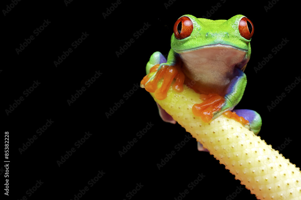 Fototapeta premium A red eyed tree frog isolated on a black background