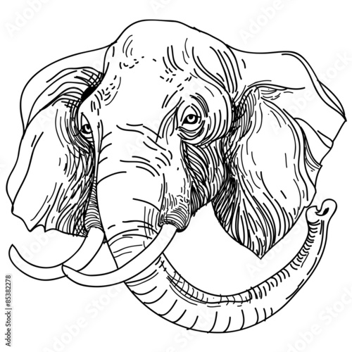 vector illustration of engraving elephant on white background