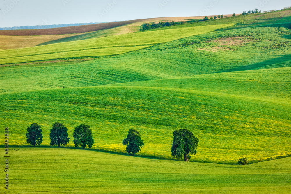 Rolling landscape of South Moravia with trees.