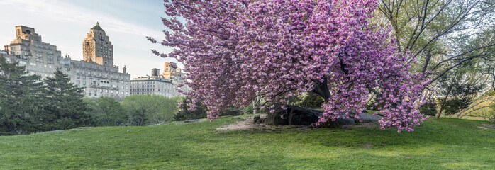 Crédence de cuisine Fleur de cerisier Cerisier japonais Prunus serrulata floraison  © John Anderson