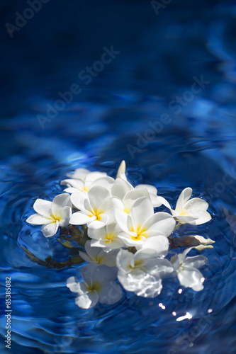 frangipani spa flowers over shiny water background-18