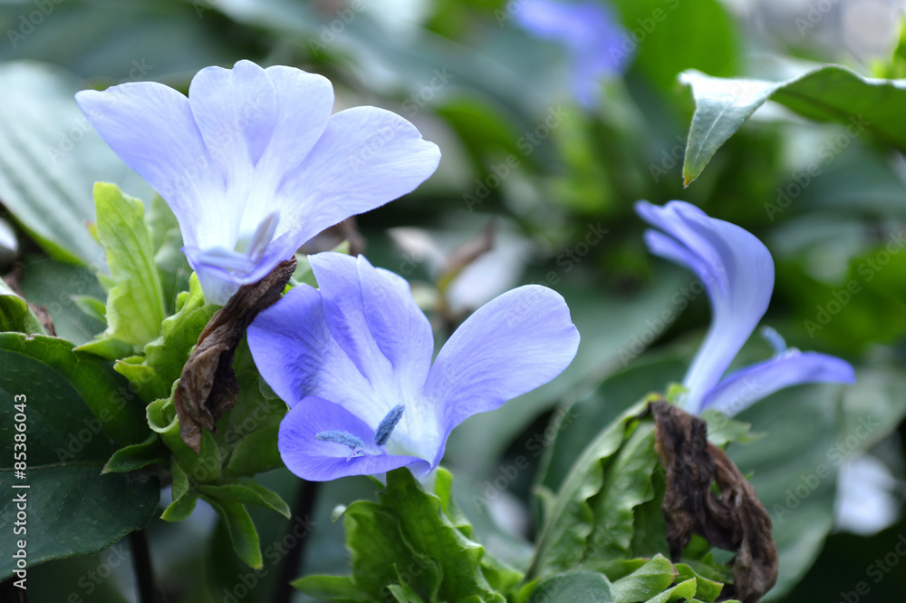 Purple Barleria strigosa, Family Acanthaceae, Central of Thailand Purple Barleria strigosa, Family Acanthaceae, Central of Thailand