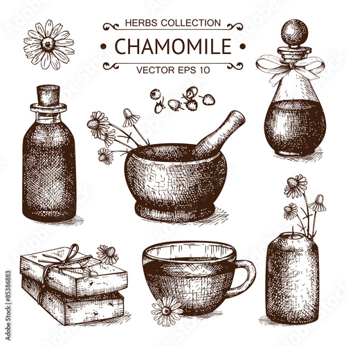 Vector set of ink hand drawn camomile illustration. Vintage collection of graphic chamomile flowers sketch