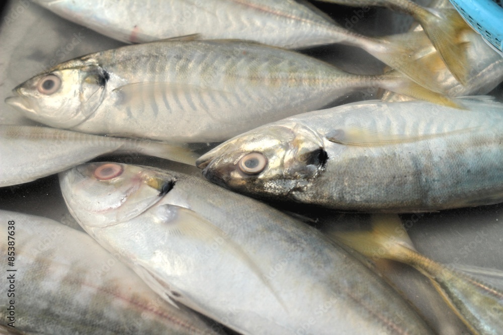 Fresh fish in the market Fresh fish in the market