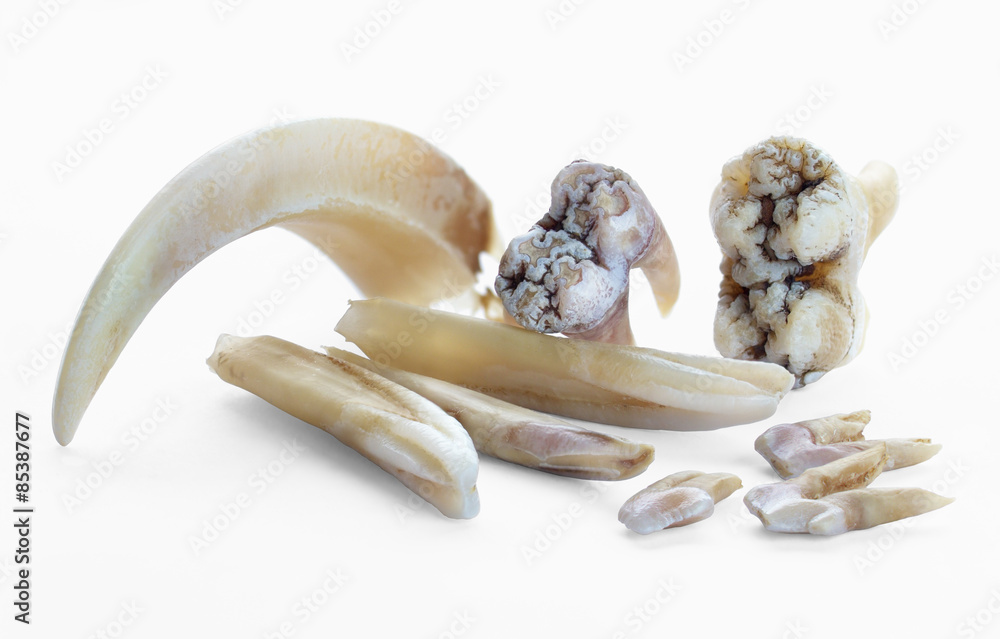 Fototapeta premium Boar teeth