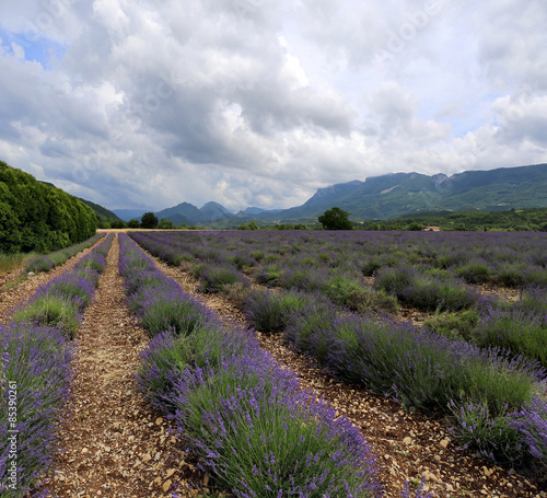 Lavender field in the mountains