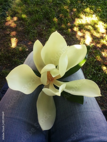 Con un fiore di magnolia in grembo photo