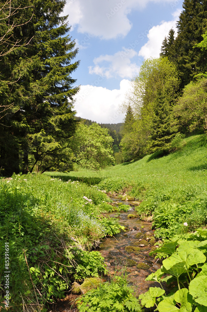 Fototapeta premium Gebirgsbach Goldene Lauter im Thüringer Wald