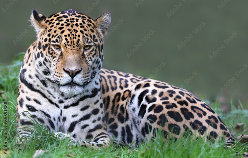 Fototapeta premium Widok z przodu Jaguara (Panthera onca)