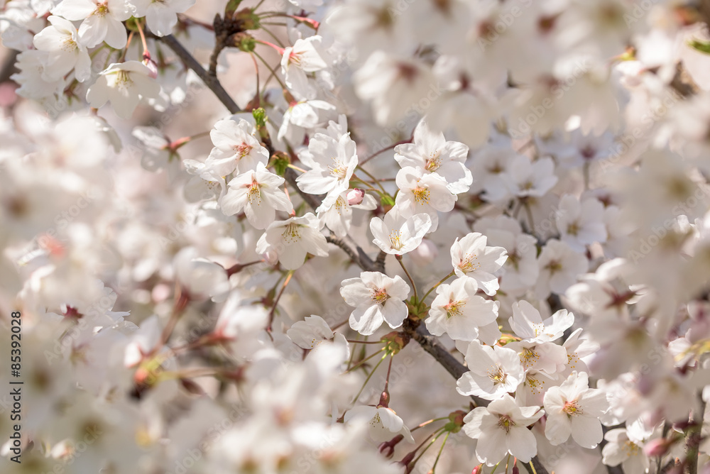 Apple Tree Flowers Spring Blossom Background Apple Tree Flowers Spring Blossom Background