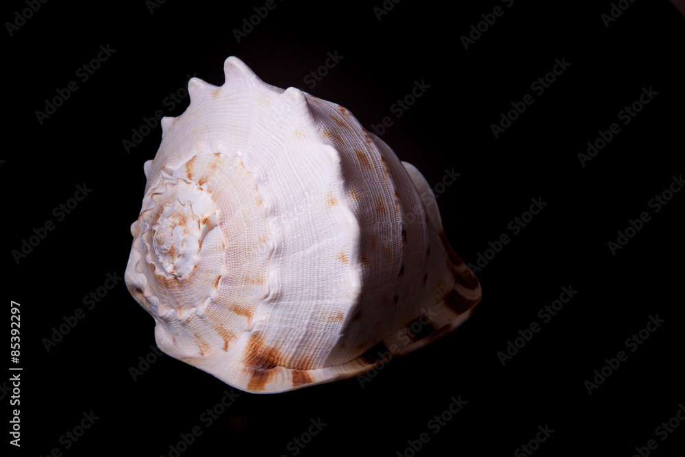 sea shell on black sea shell on black