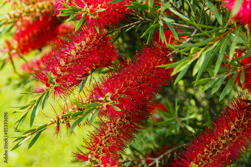 Fototapeta Naklejka Na Ścianę i Meble -  callistemon red flower like a brush
