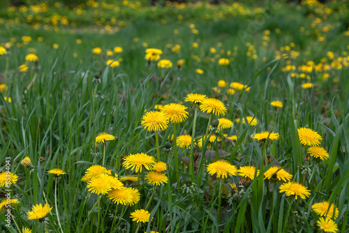 dandelion in green grass © alexandco