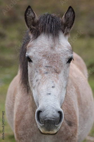 photo of a grey pony 9848 © rob francis