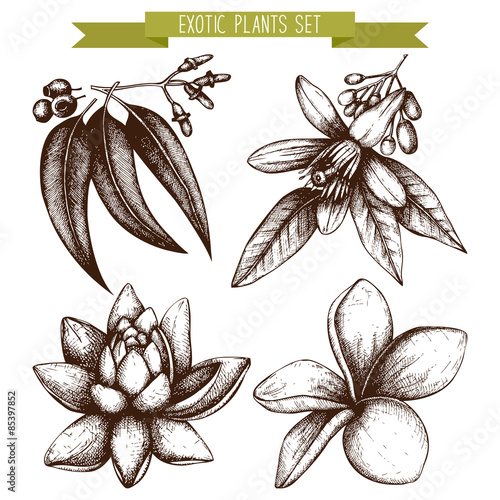 Exotic plants vector collection