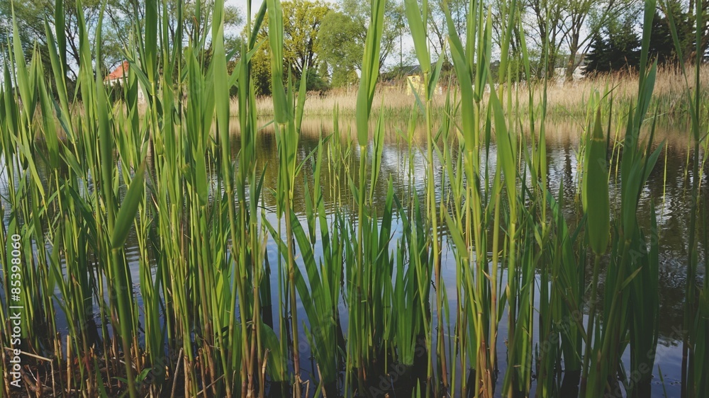 Obraz premium Schilf am Teich