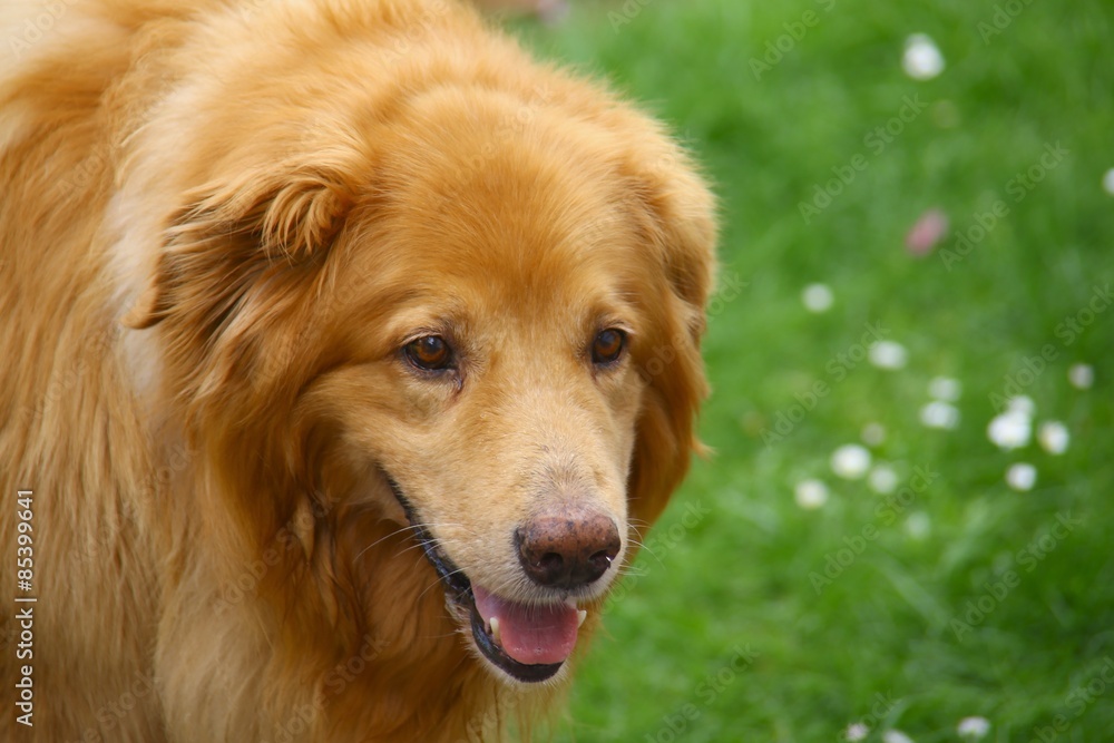 Fototapeta premium Hund Tier