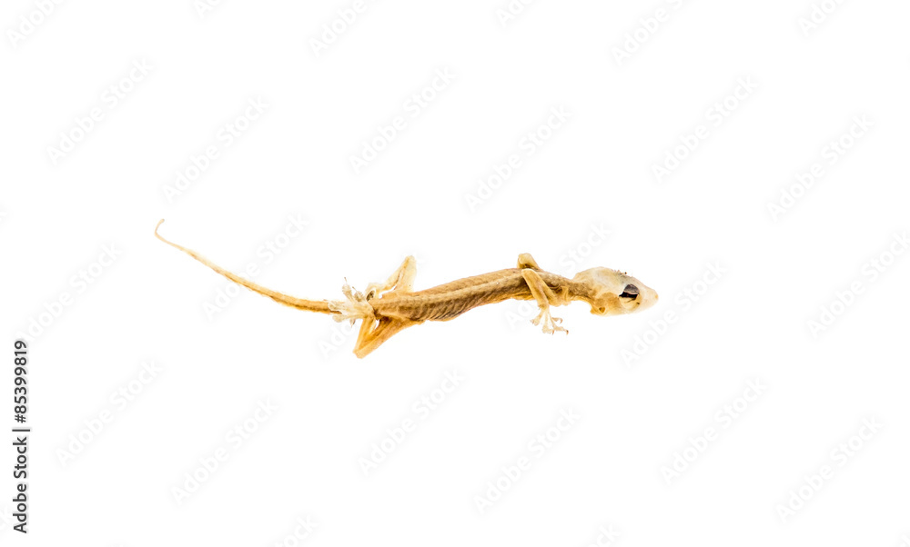 dry dead lizard isolated on white background