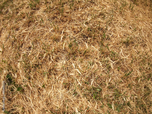 Top view of dry grass in the meadow