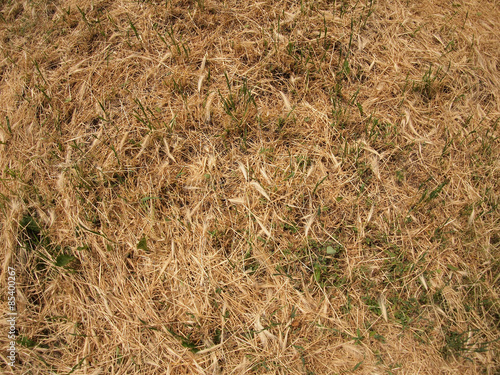 Dry grass in a meadow
