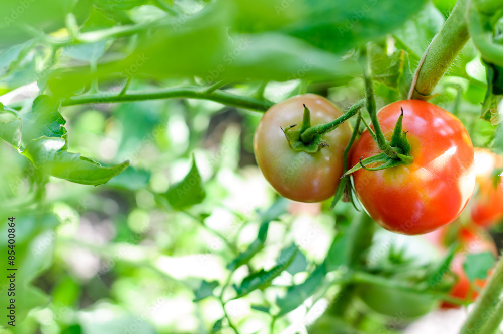 Ripe tomatoes natural