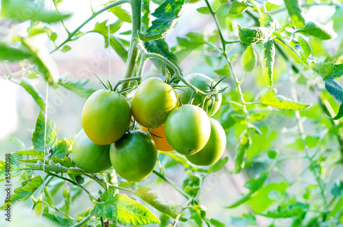Green tomatoes on tomato plant