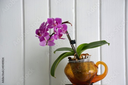 Violet orchid