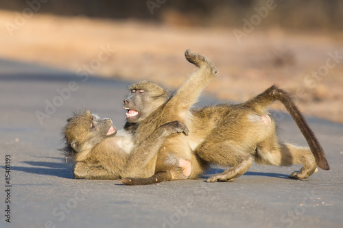 Young baboons playing in a road late afternoon before going back