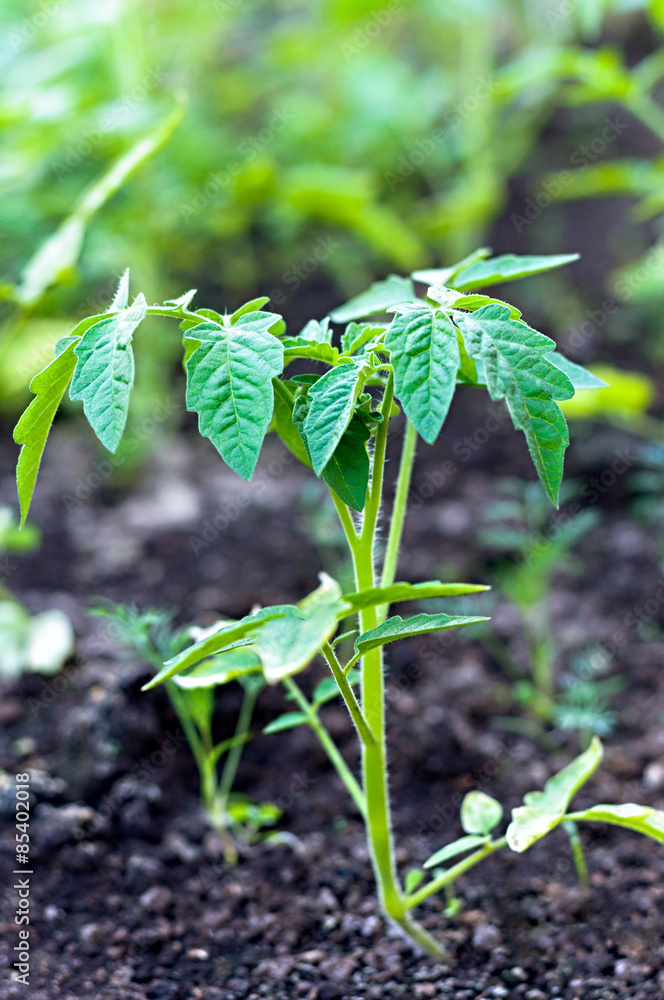 tomato plant tomato plant