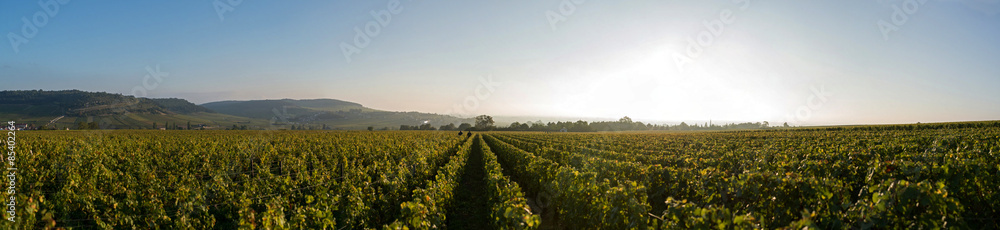two men walking in the line of the vineyard in Burgundy