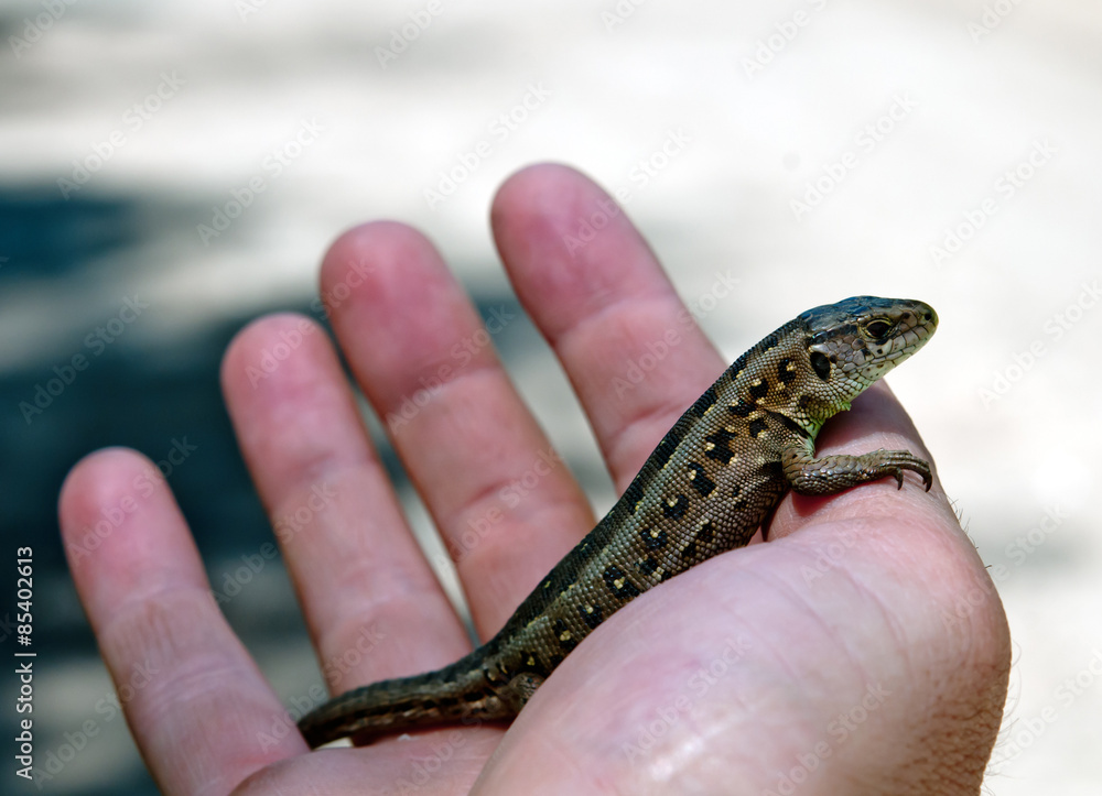 lizard on hand lizard on hand