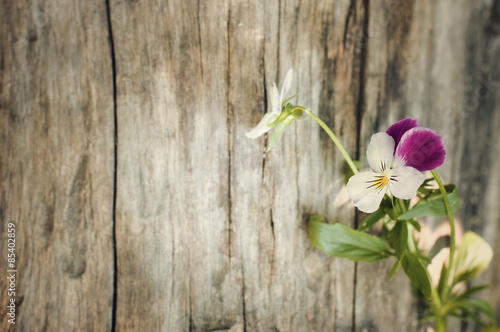 flowers on a wooden background