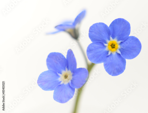 Forget-me-not Victoria Blue Flower Isolated on White © tr3gi