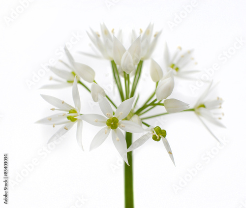 Wild Bear Garlic Flower Isolated on White