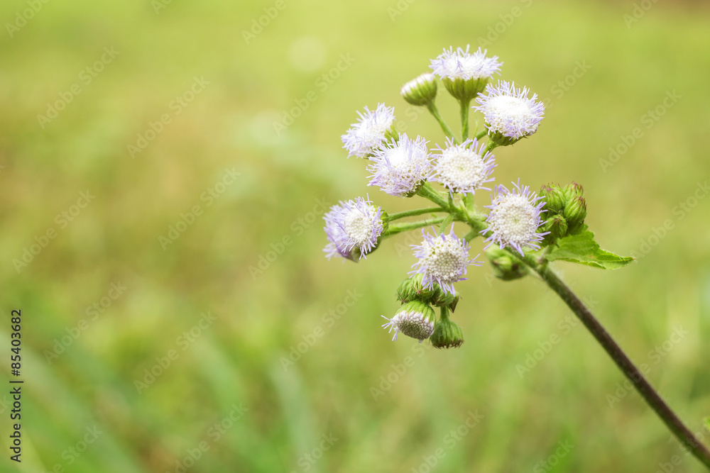 White flower blooming in the meadow White flower blooming in the meadow