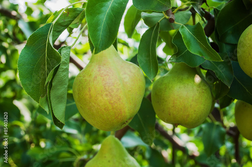 Pears on branch. Pears - orchard