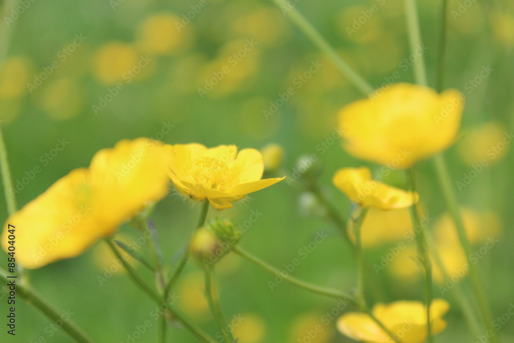 Field of Golden Buttercups, England. Field of Golden Buttercups, England.