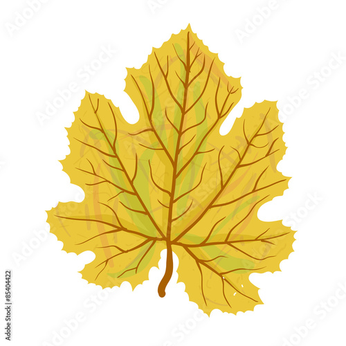 Autumn leaf of tree, vector illustration