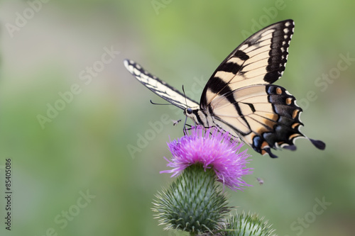 Eastern tiger swallowtail on pink thistle plant. © meisterphotos