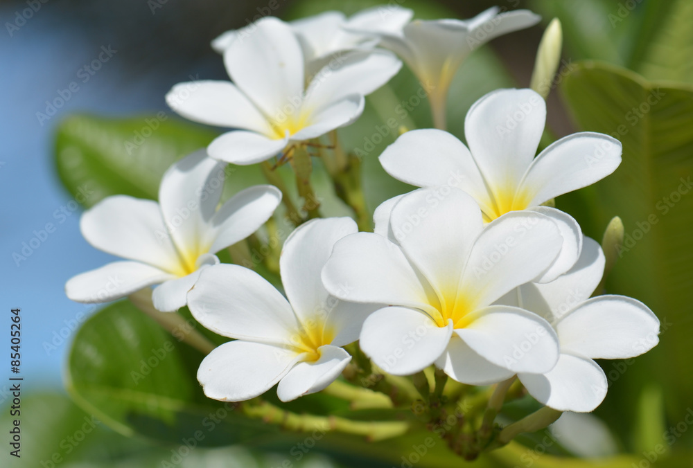 Fototapeta premium frangipani - plumeria white flower