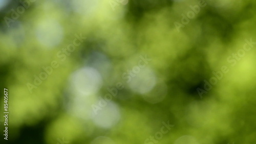 Defocused leaf forest nature background. Vivid green blurred, bokeh foliage lights. Tranquil scene. Camera locked down. Full HD seamless loop, 1080p.