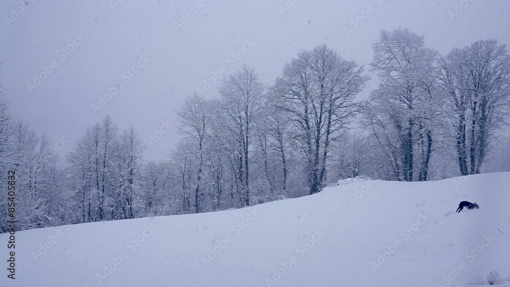 Dog running on field covered by snow Dog running on field covered by snow