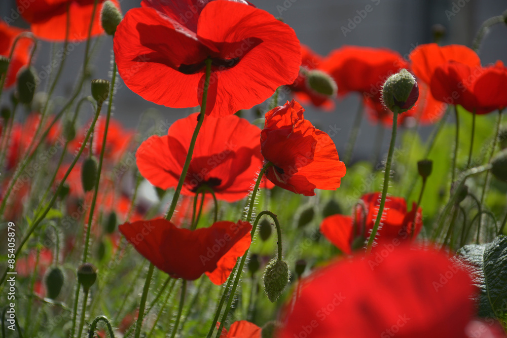 Obraz premium Fachwerkhaus