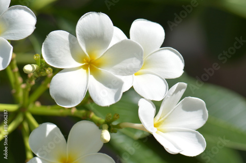 frangipani - plumeria white flower